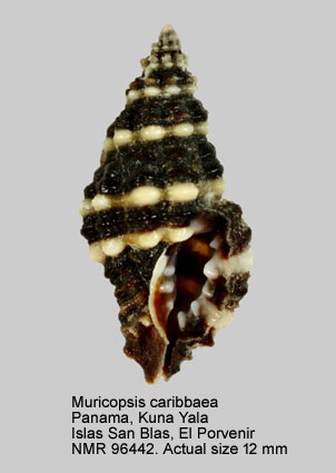 Muricopsis caribbaea.jpg - Muricopsis caribbaea (Bartsch & Rehder,1939)